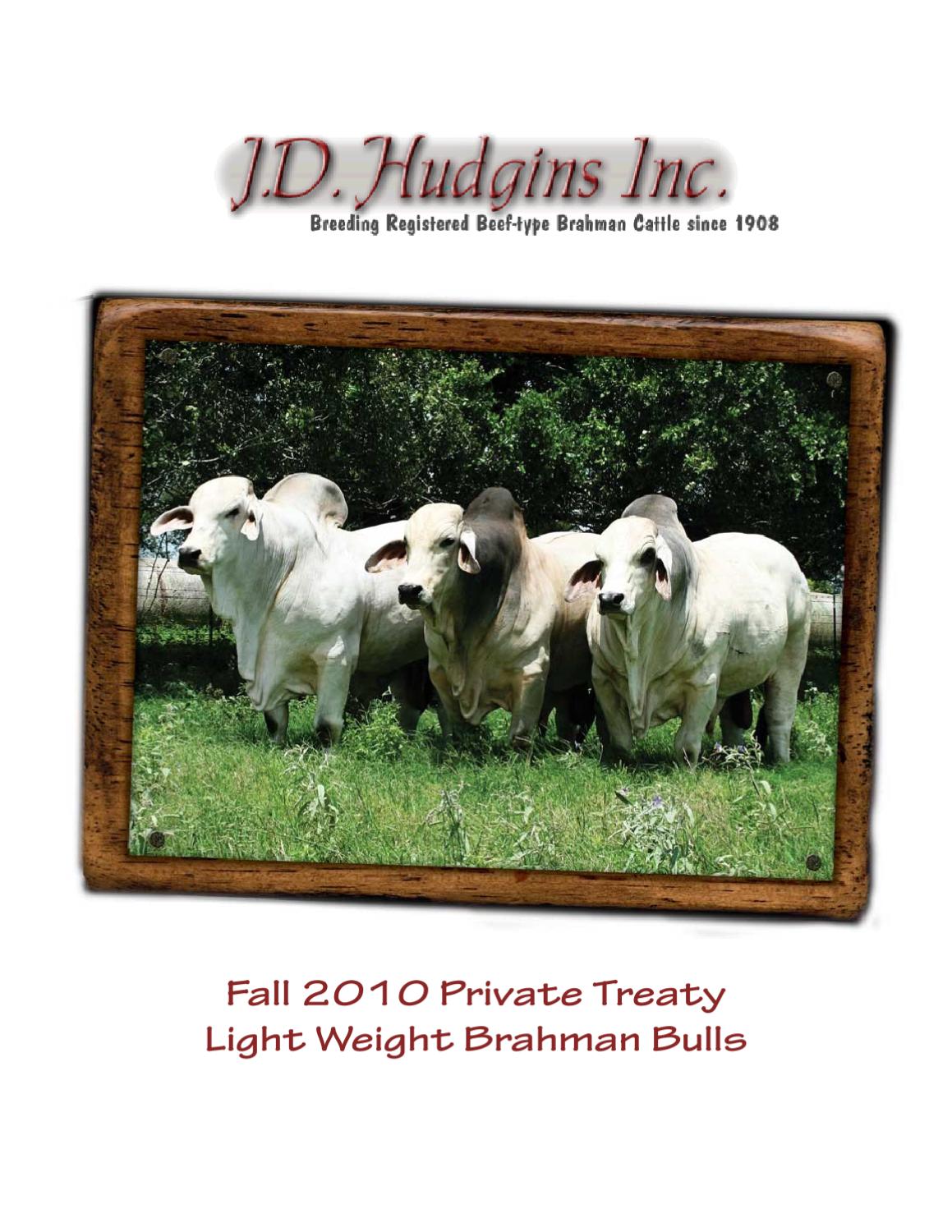 light birth weight bulls by Cattle In Motion, LLC Issuu