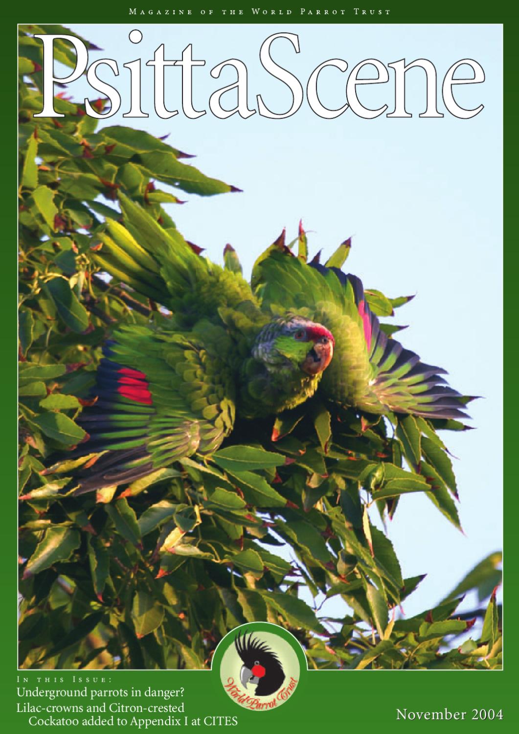 Amazon parrot dissertation image