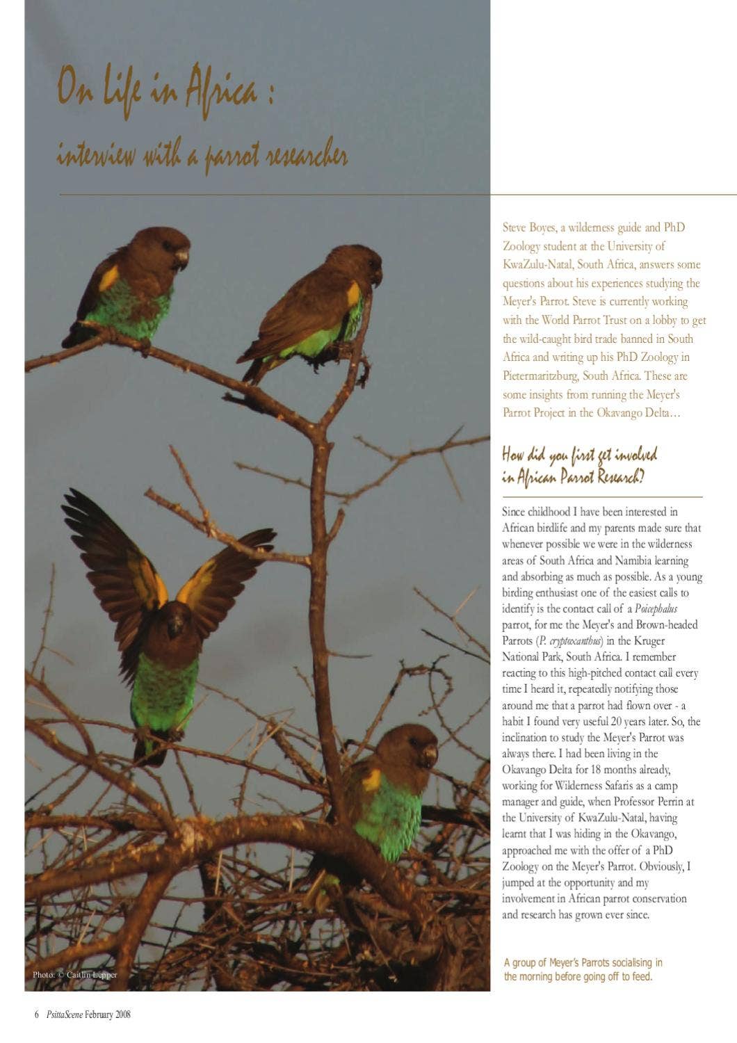 Parrot Raptor On Life in Africa - PsittaScene Issue 20.2 May 2008 by World Parrot ...