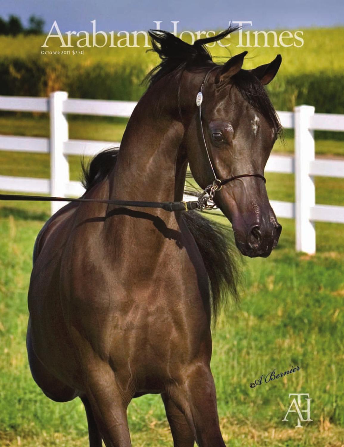 Arabian Horse Times October 2011 by Arabian Horse Times - Issuu