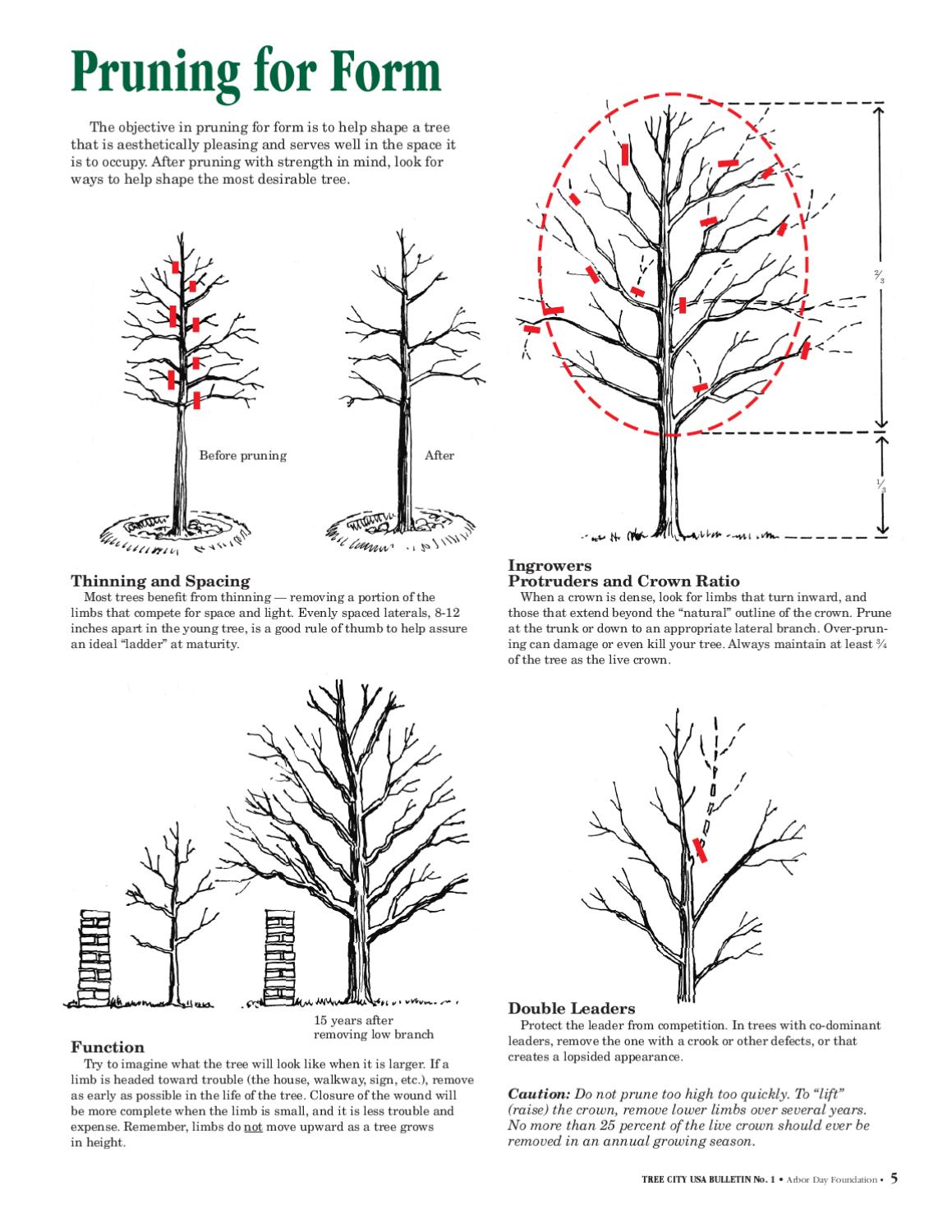 Tree City USA Bulletin 1 How to Prune Young Shade Trees by Arbor Day