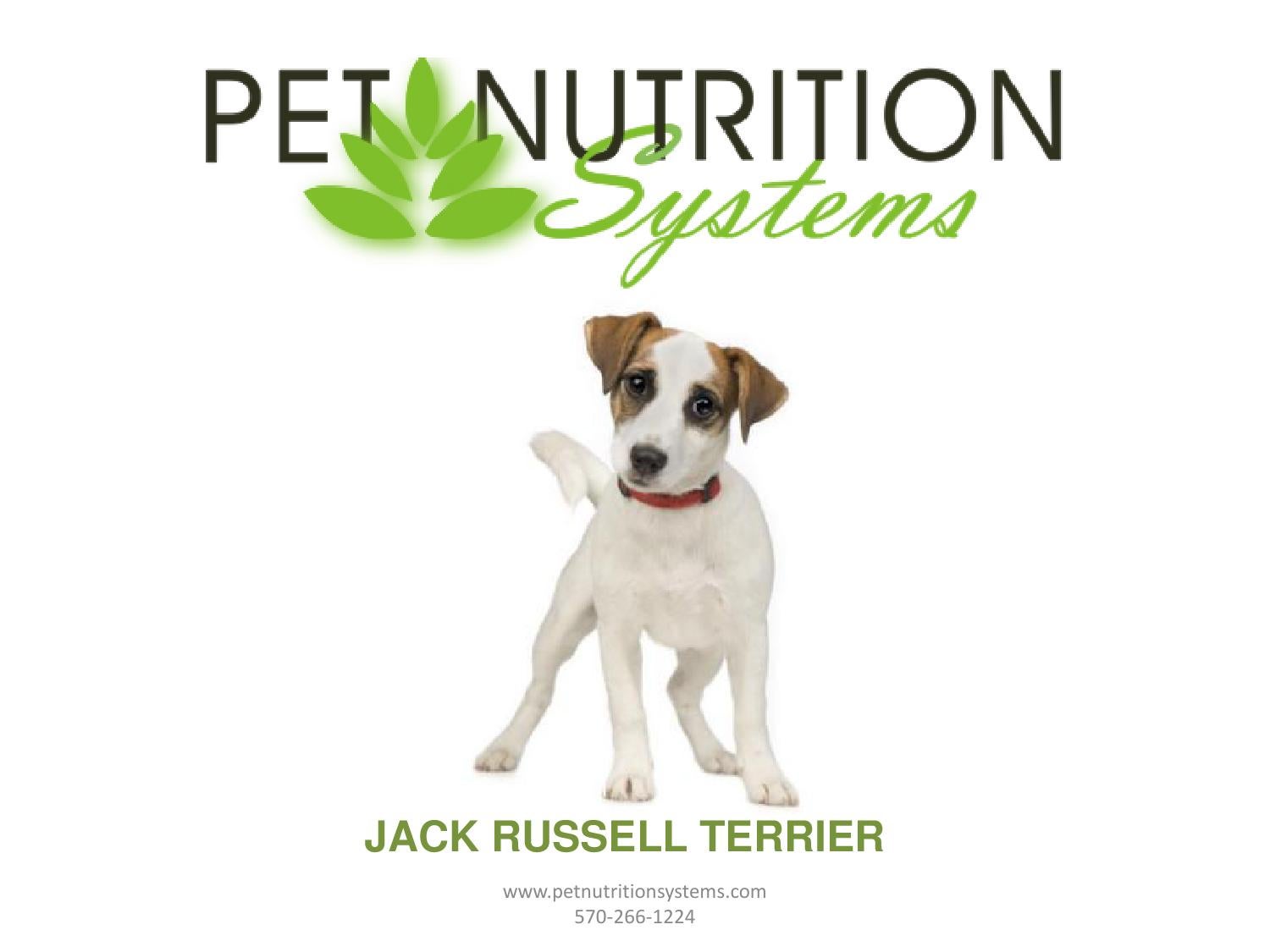 Jack Russell Terrier Breed Specific Diet Plan by Pet Nutrition Systems Issuu
