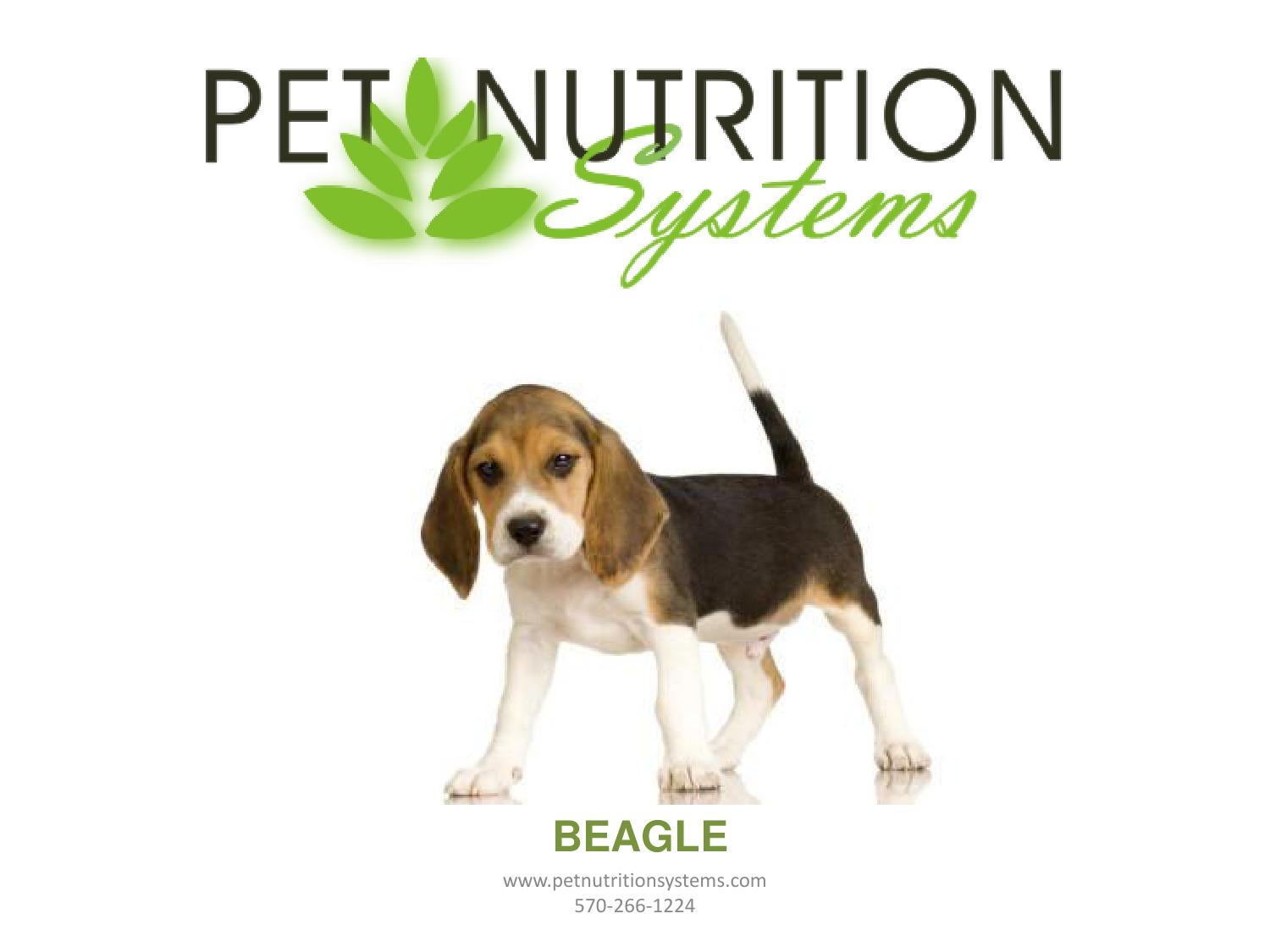 Beagle Breed Specific Diet Plan by Pet Nutrition Systems Issuu