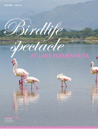 Jacaranda Plus Magazine - Issue 1 by Land & Marine Publications Ltd ...