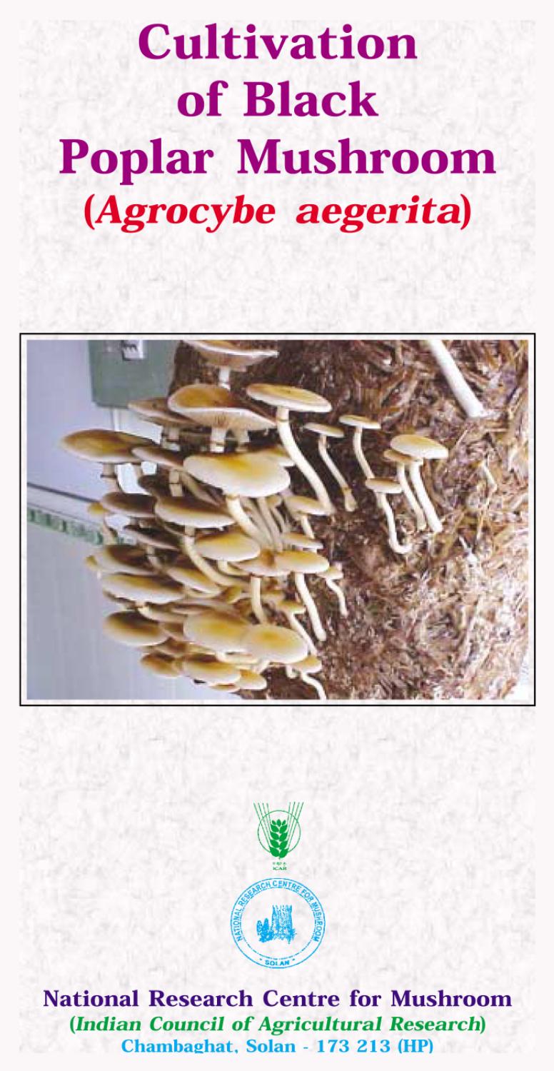 Cultivation Of Black Poplar Mushroom, NRCM by Kisan Forum Pvt. Ltd. Issuu