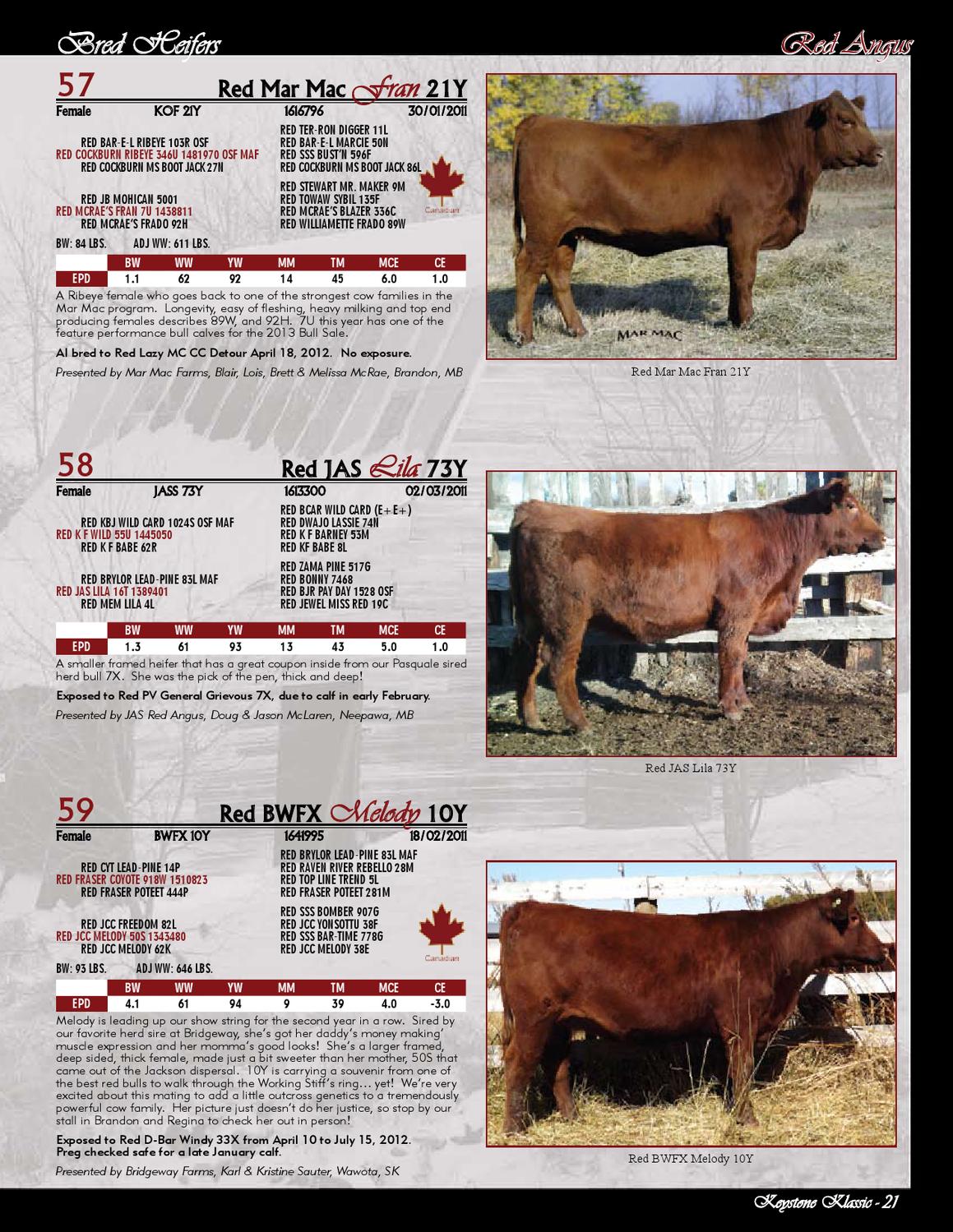 Manitoba Keystone Klassic Red & Black Angus Sale, Brandon, MB by Today