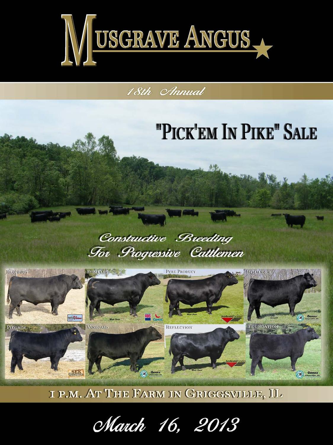 Musgrave Angus Pick Em In Pike Sale by LivestockDirect Issuu