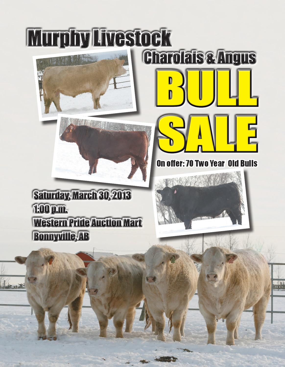 Murphy Livestock 2013 Bull Sale by Charolais Banner Issuu
