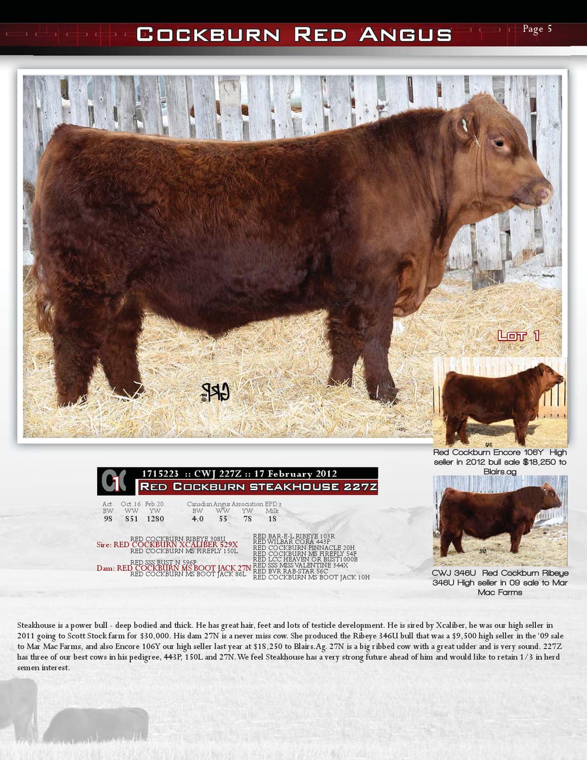 1st Annual Cockburn Red Angus Bull Sale by Bohrson Marketing Services