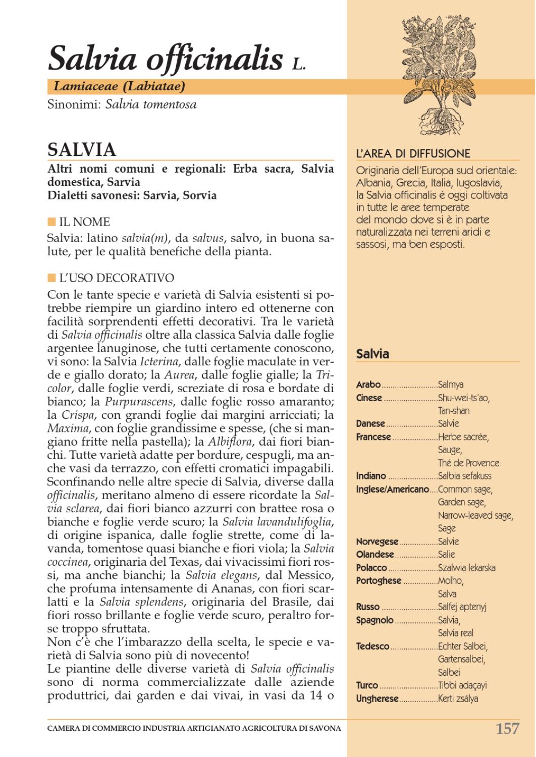 Salvia Salvia Officinalis By L Ortofrutticola Issuu