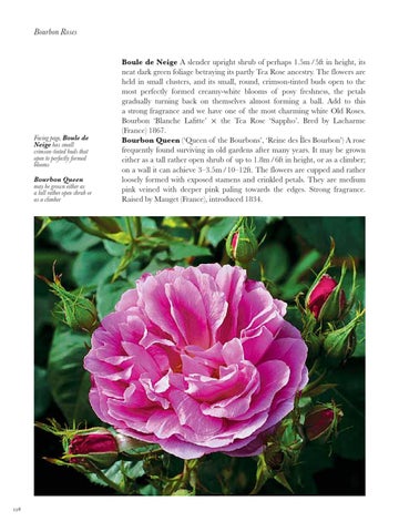 Old Roses by ACC Art Books - Issuu