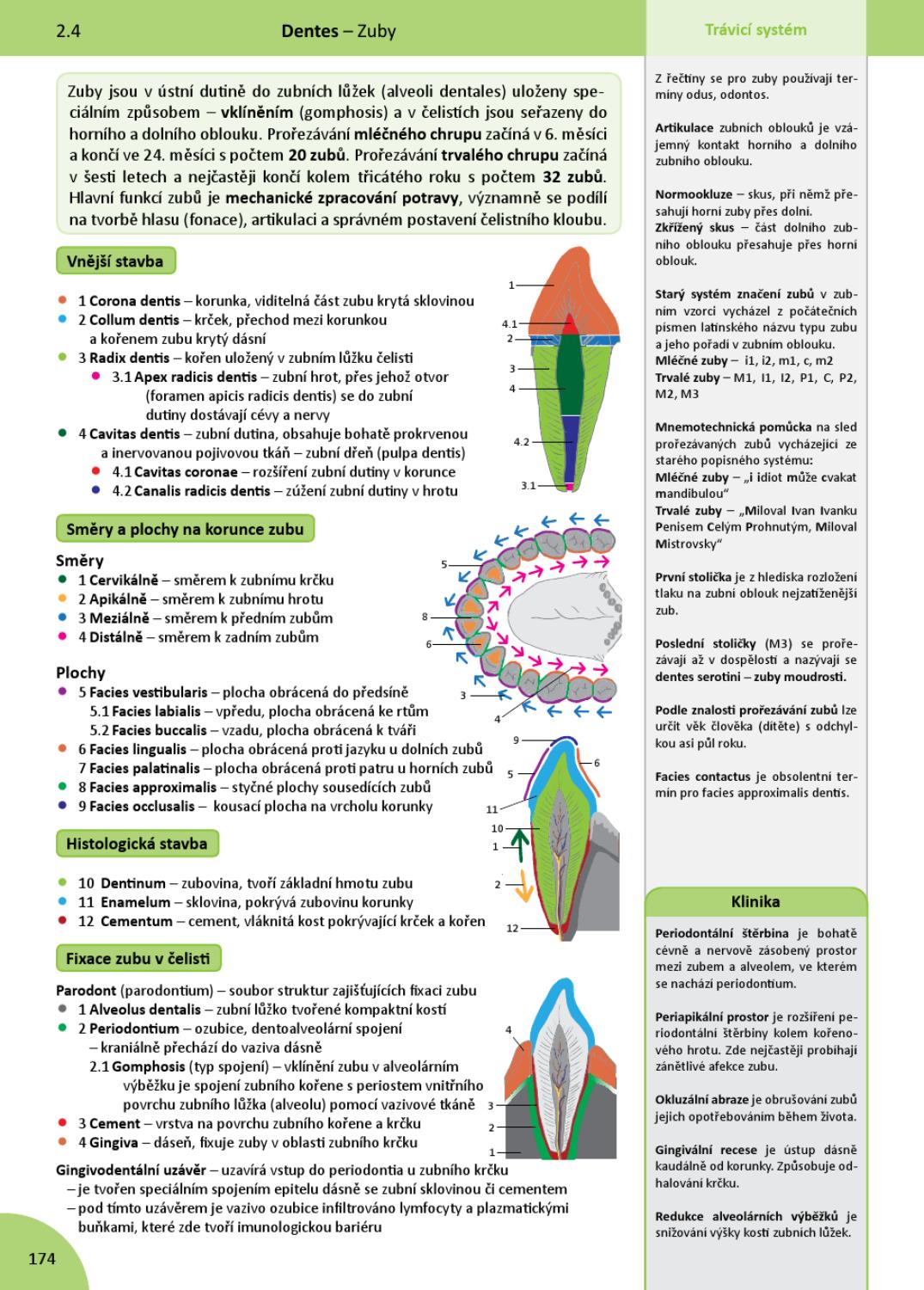 Memorix Anatomie By Radovan Hudak Issuu