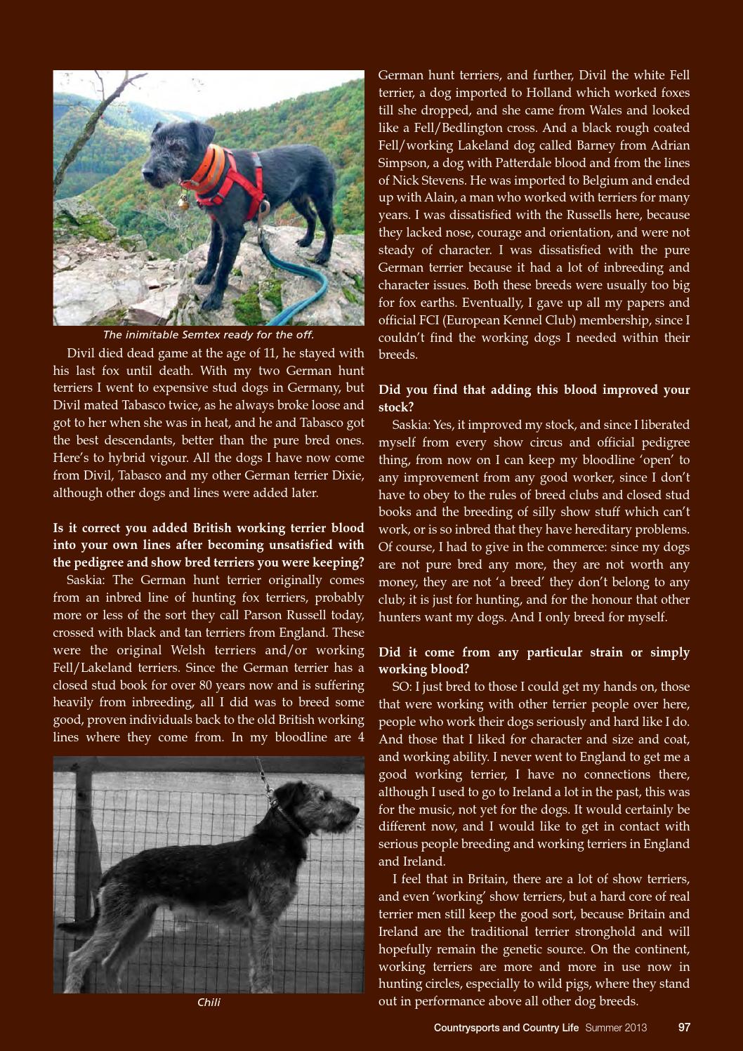 nick stevens patterdale terriers