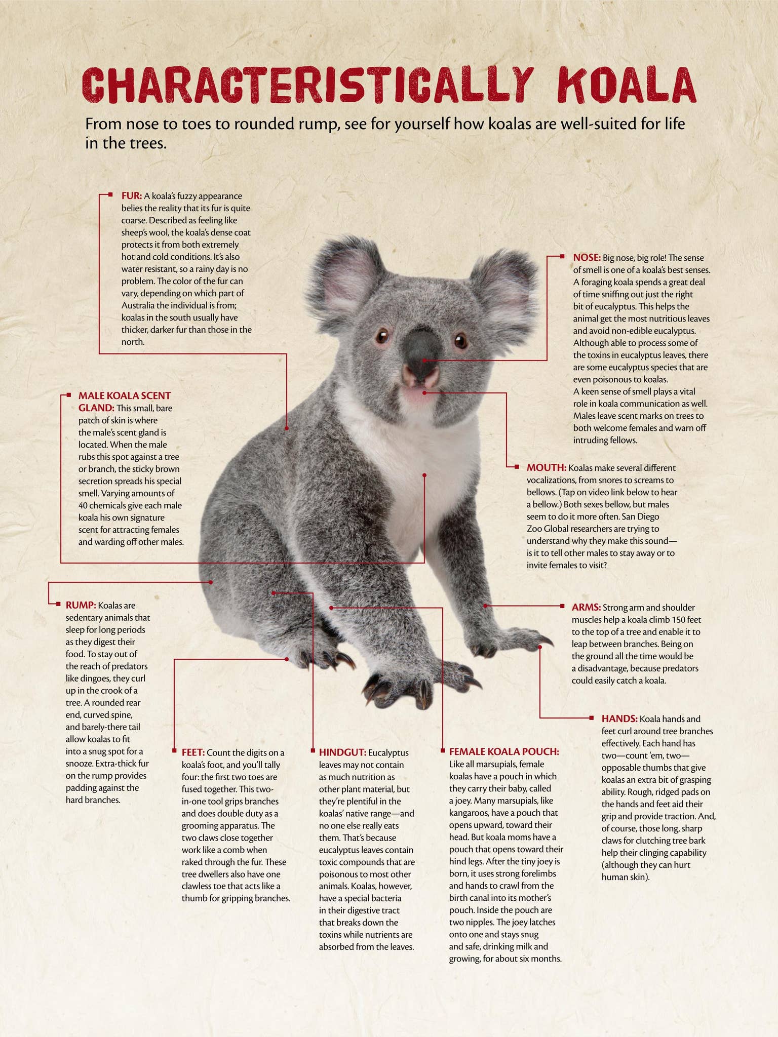 koalaページ Climbing Koala Puzzle - Lubiwood