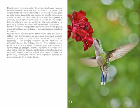 El Colibrí 第 20 页