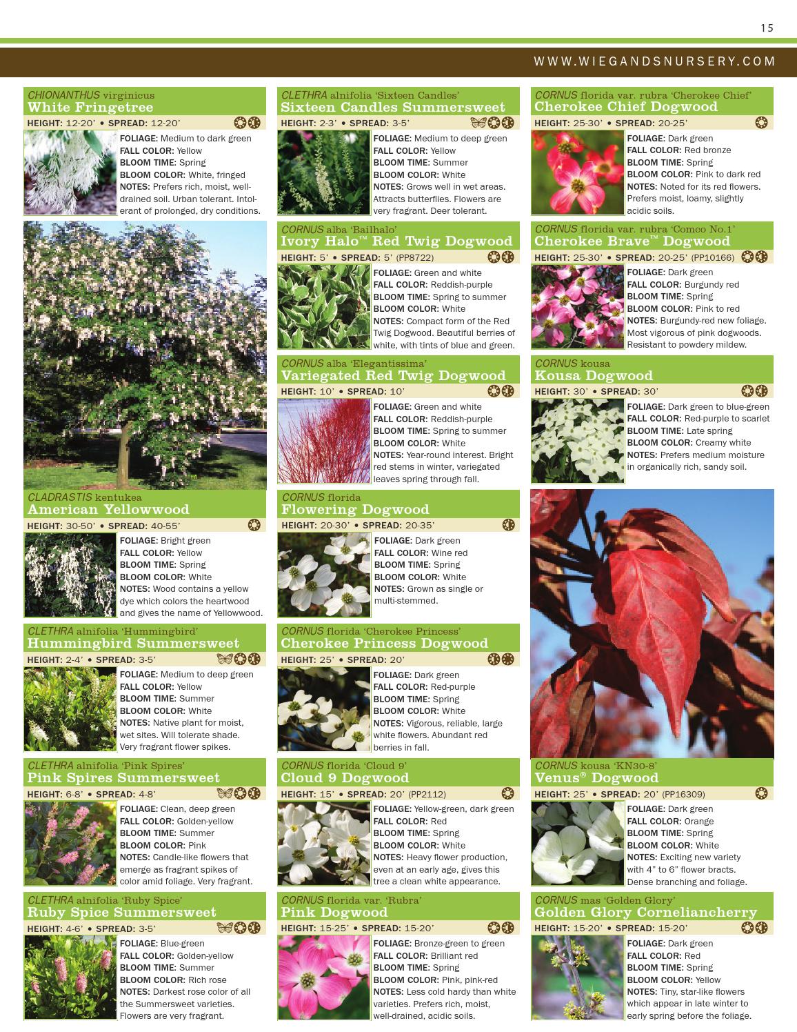 Plant Catalog by Ray Wiegand's Nursery Issuu