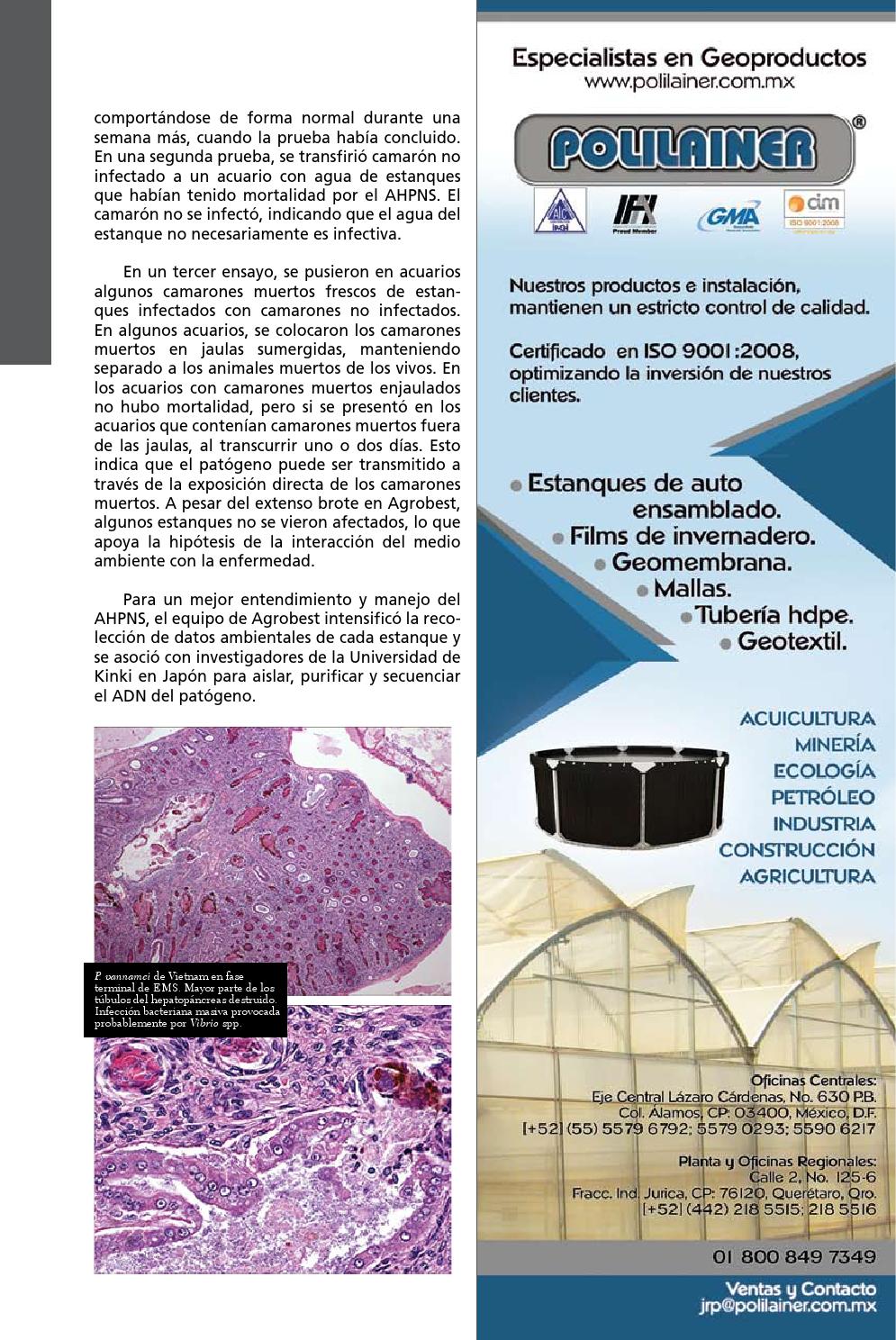infección bacteriana del agua del estanque