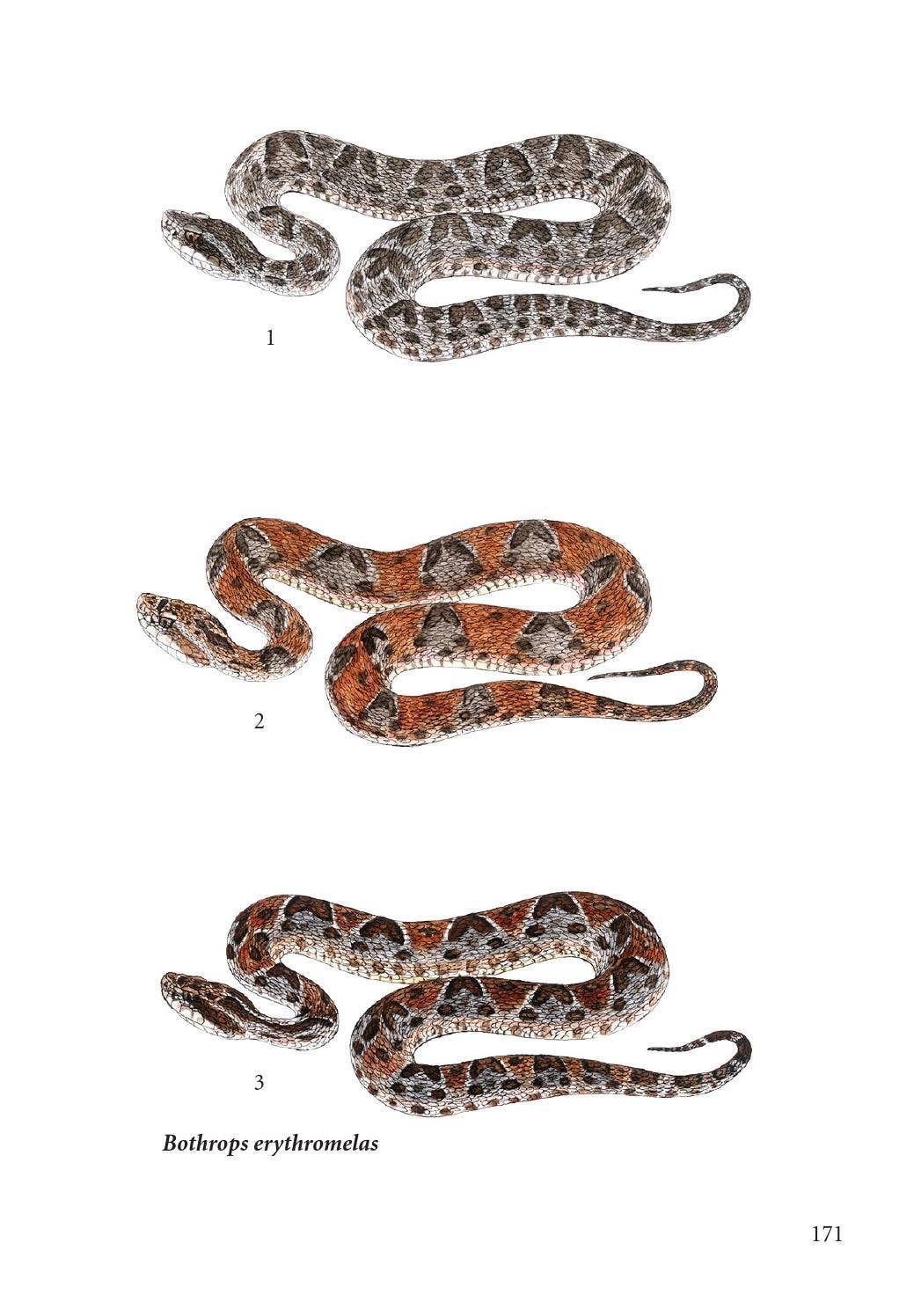 Vista do O mistério do oratório do alto do Morro da Providência, no Rio de  Janeiro | Coleção Estudos Cariocas, image size:1047x1496