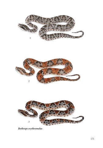 As Serpentes Peçonhentas do Brasil - Rolf Grantsau by Christian