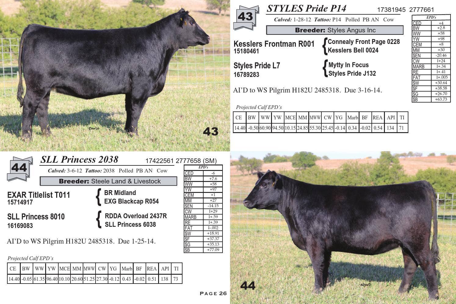 18th Annual Hartman Cattle Company Customer Appreciation Sale by EDJE