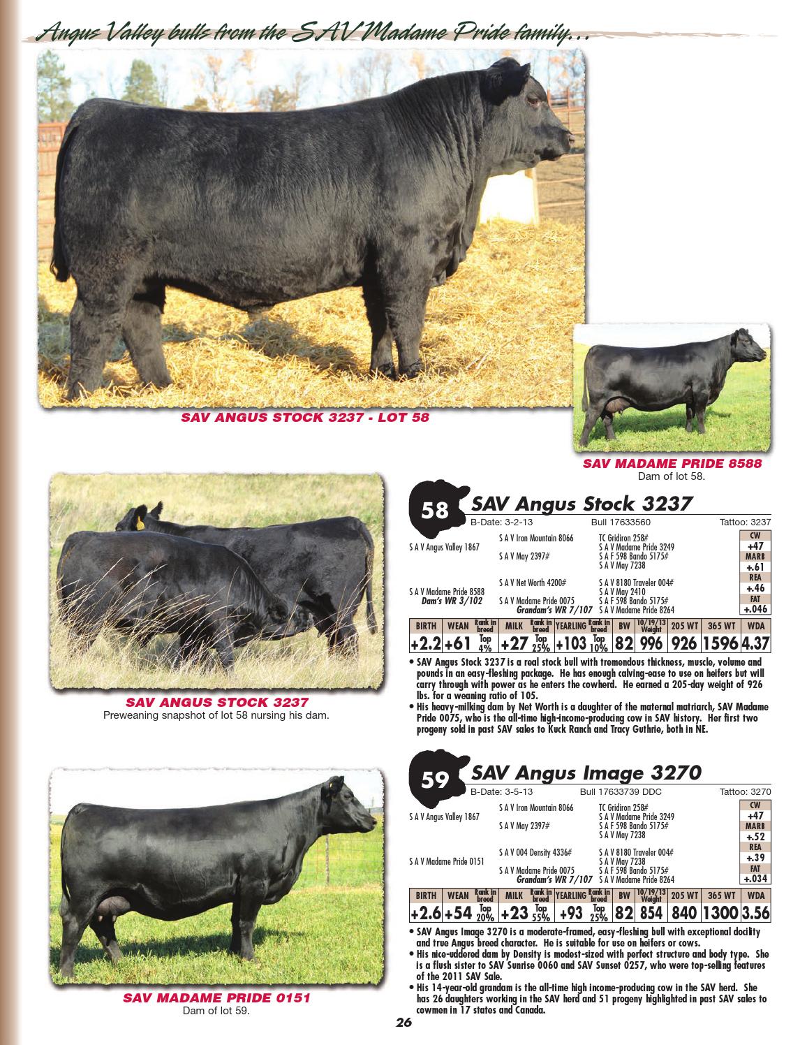Schaff Angus Valley 111th Production Sale by LivestockDirect Issuu