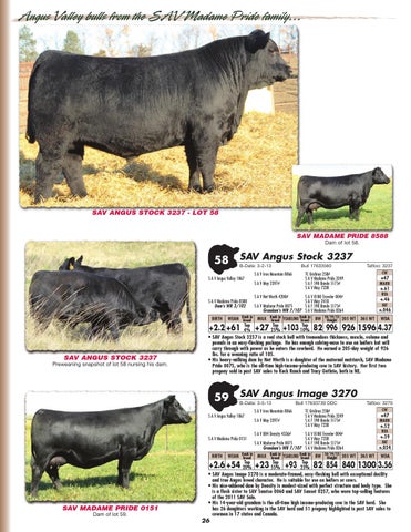 Schaff Angus Valley 111th Production Sale by LivestockDirect Issuu