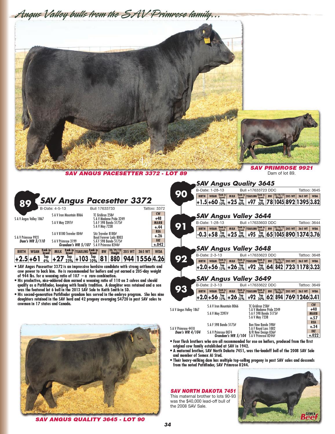 Schaff Angus Valley 111th Production Sale by LivestockDirect Issuu