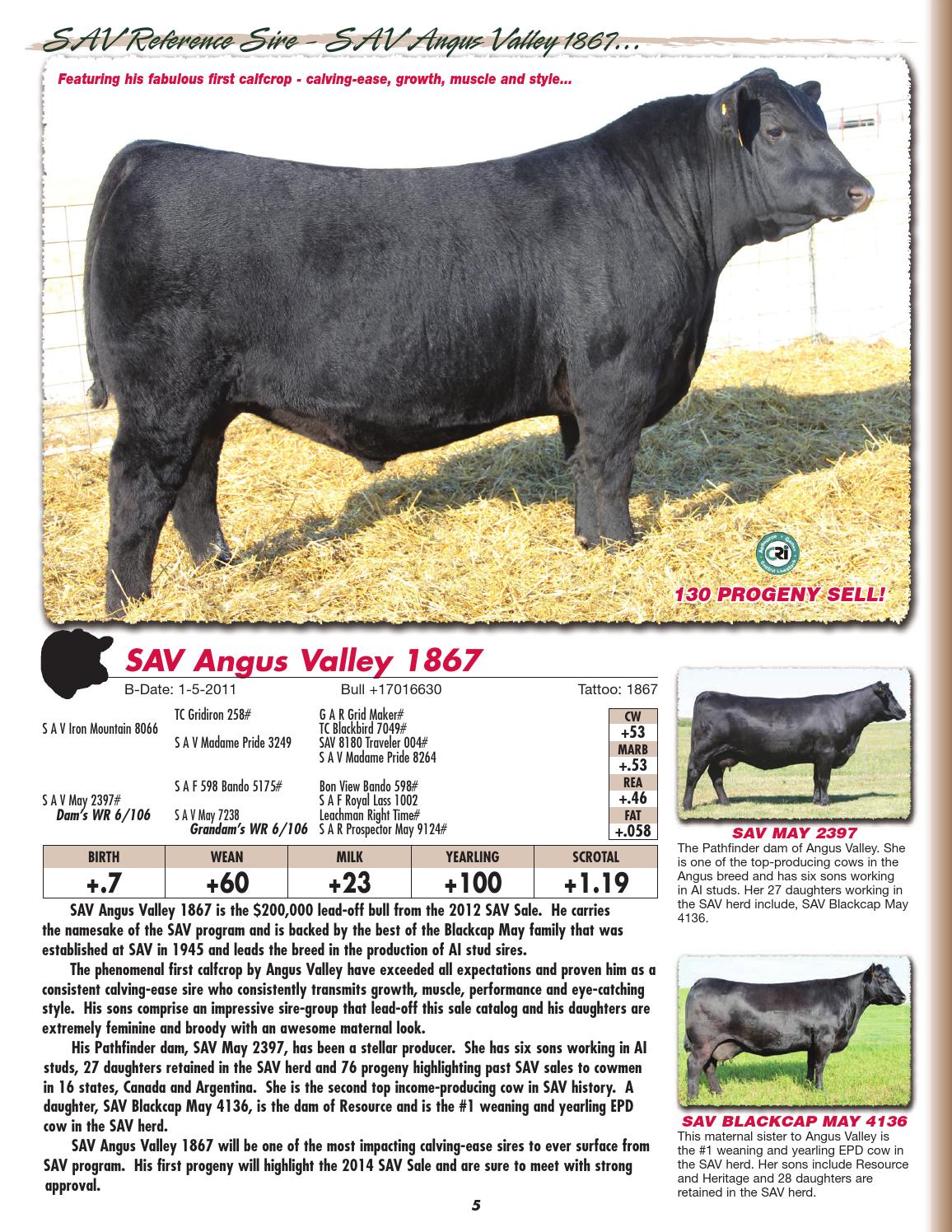 Schaff Angus Valley 111th Production Sale by LivestockDirect Issuu