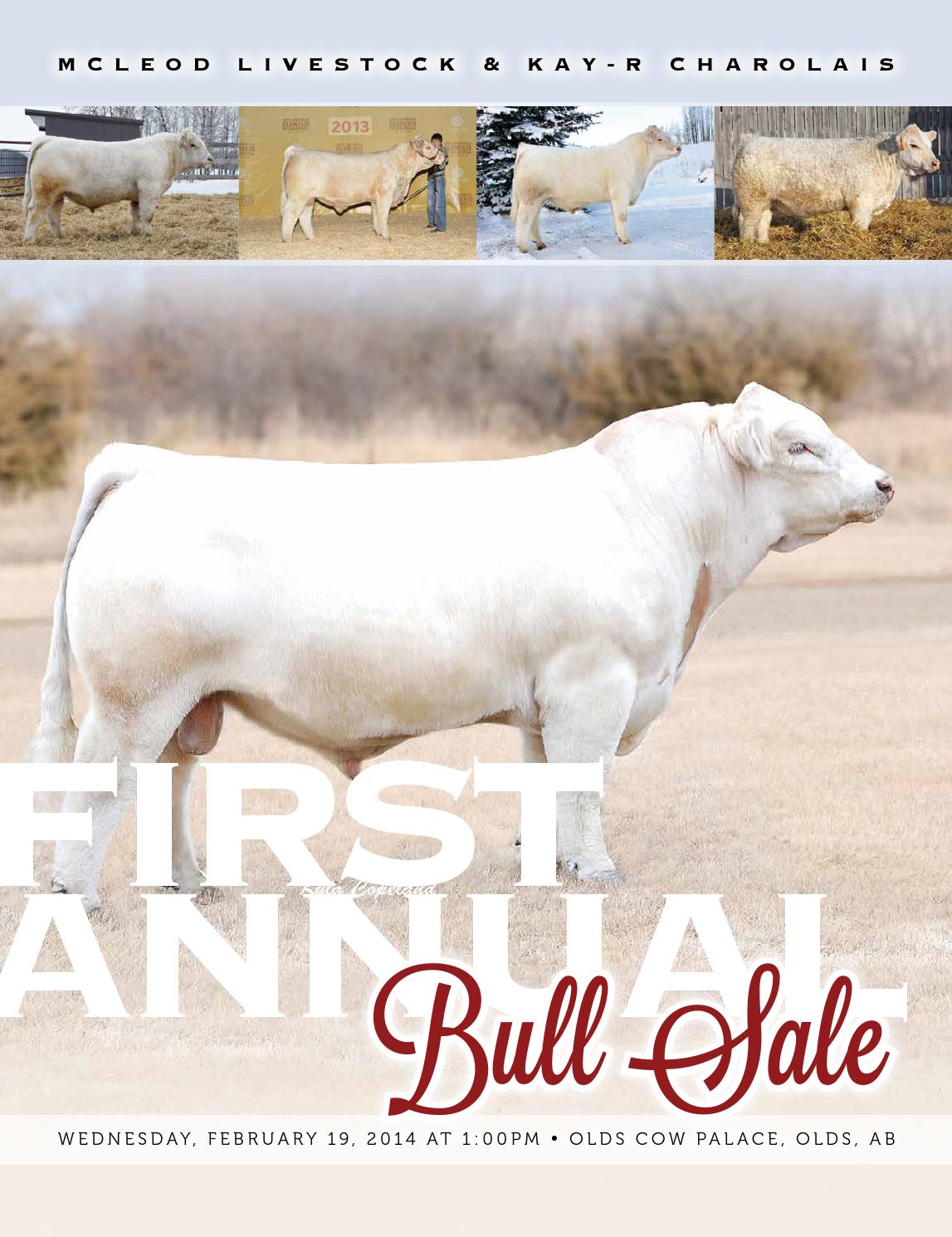 Kay R Cattle Mcleod Livestock & Kay-R Charolais Bull Sale by Catalogs by Top Stock ...