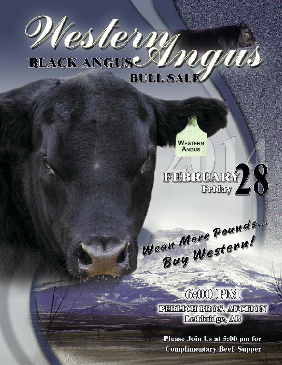 Western Angus Bull Sale by Coyote Publishing Ltd. Issuu