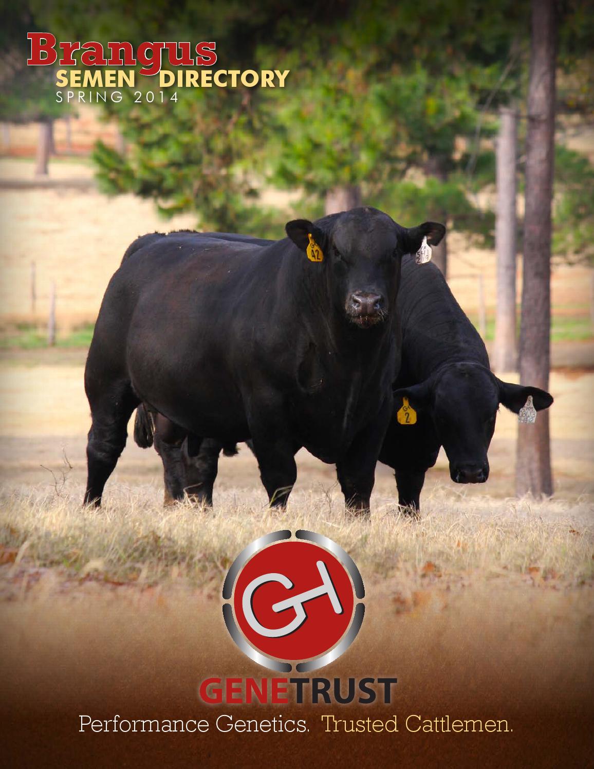 Spring 2014 Brangus Semen Directory by LivestockDirect Issuu