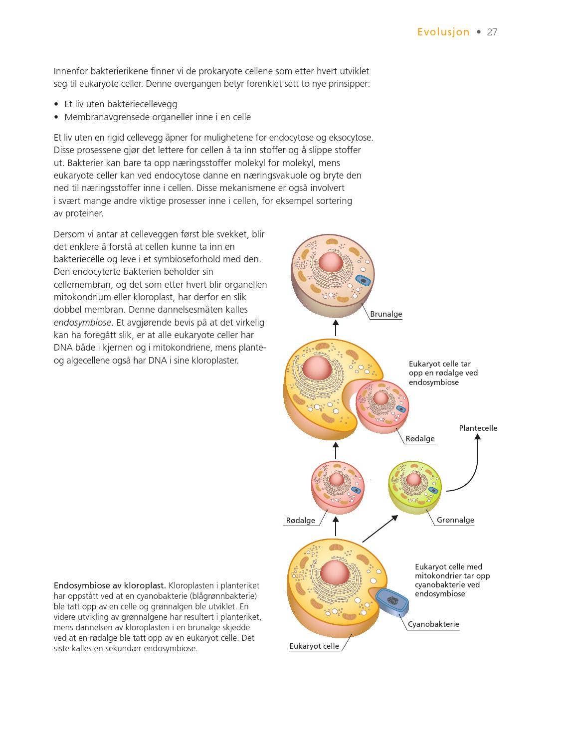 1. Planter i prisvinnende skandinaviske bildebøker 2000–2021, image size:1133x1494