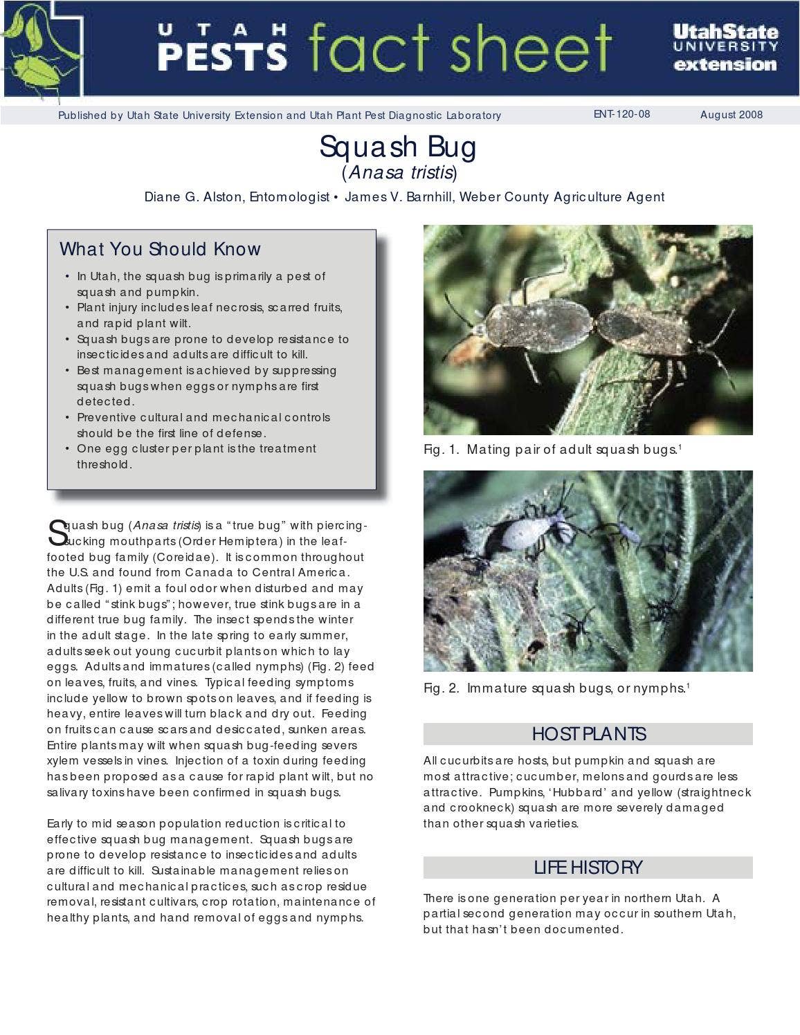 Utah Pests Fact Sheet: Squash Bug by Utah State University Extension ...