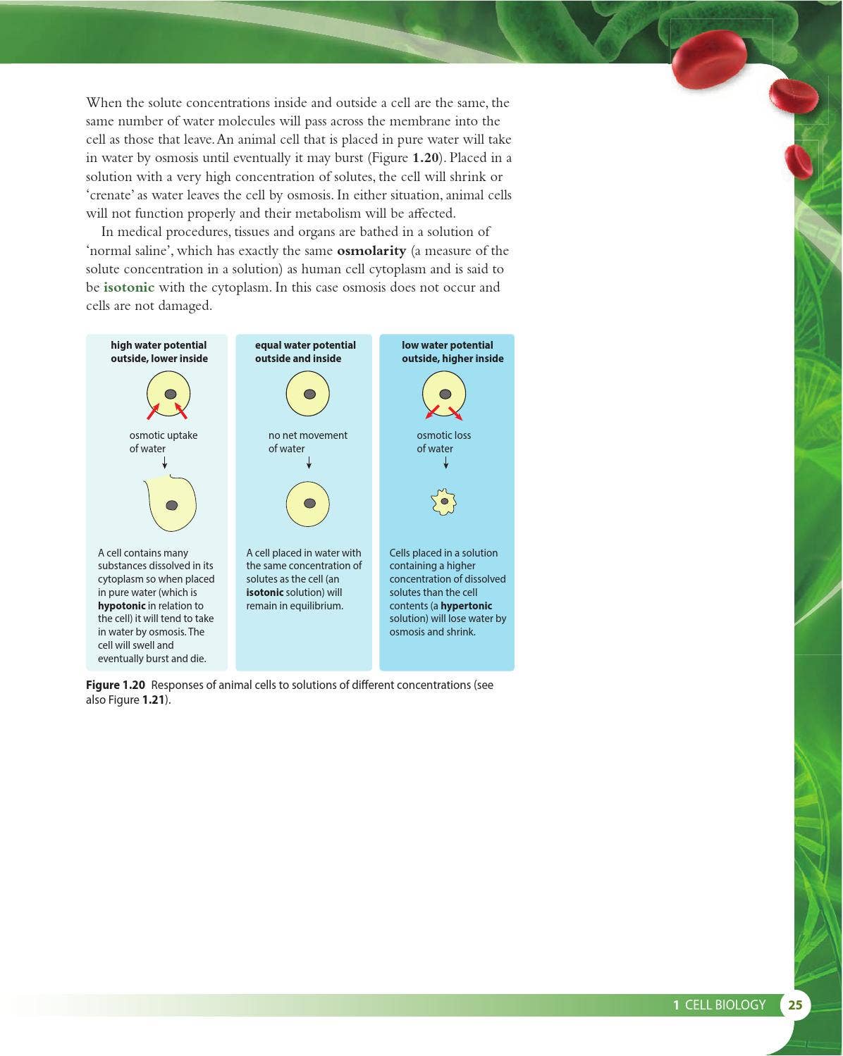 Biology for the IB Diploma (second edition) by Cambridge International ...