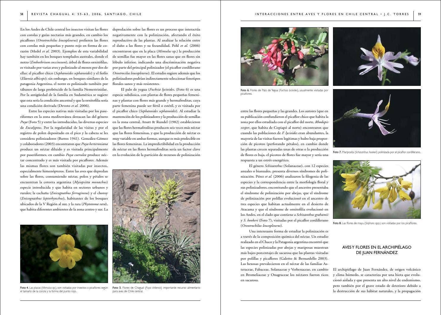 Revista chagual 4 by Fernando Ruz - chileangarden - Issuu, image size:1486x1064