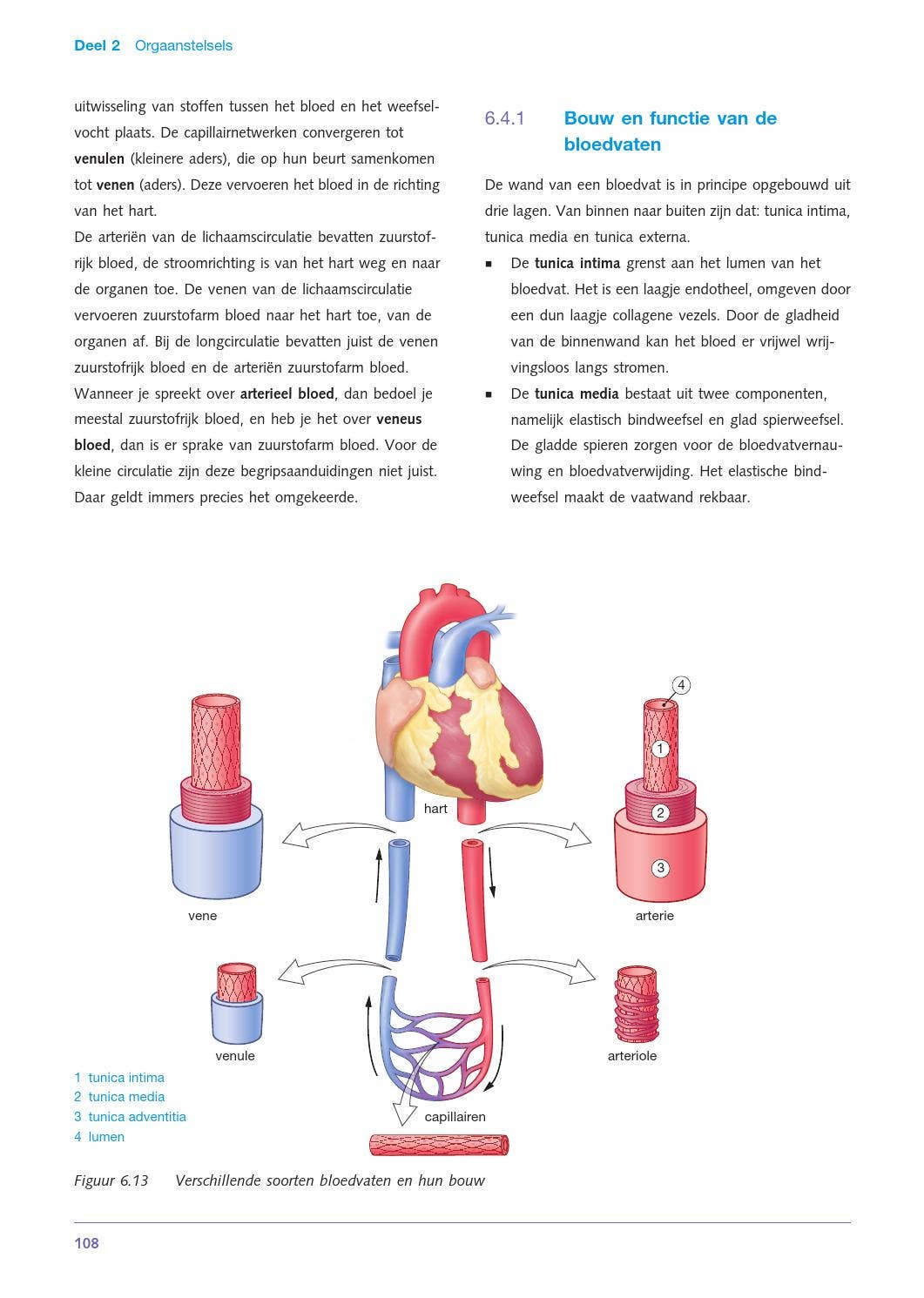 Anatomie en fysiologie van de mens by ThiemeMeulenhoff - Issuu, image size:1061x1491