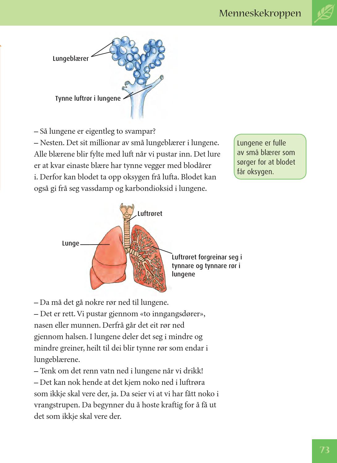 Hemoglobin og myoglobin - kroppens oksygenbærer-molekyler