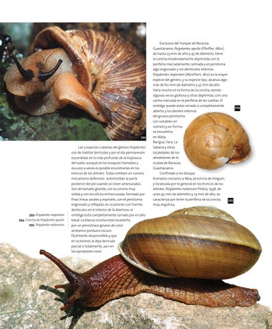 Moluscos terrestres de Cuba by pepe nieto - Issuu