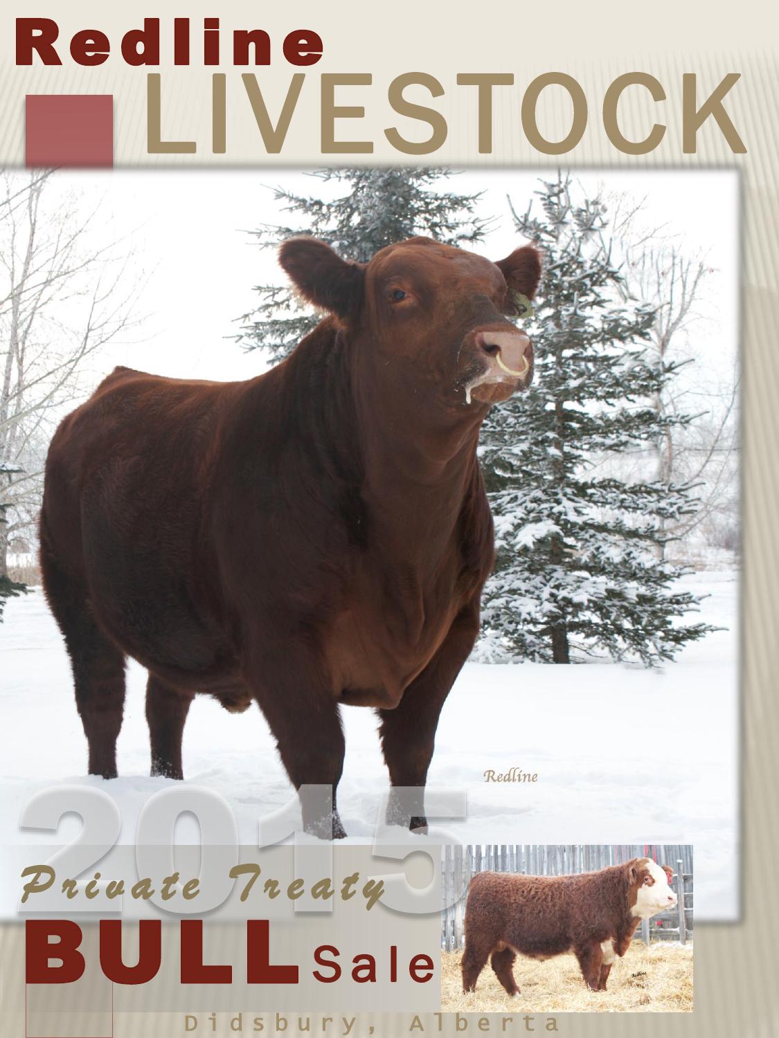 Redline Livestock 2015 Bull Sale Catalog by Redline Livestock Issuu