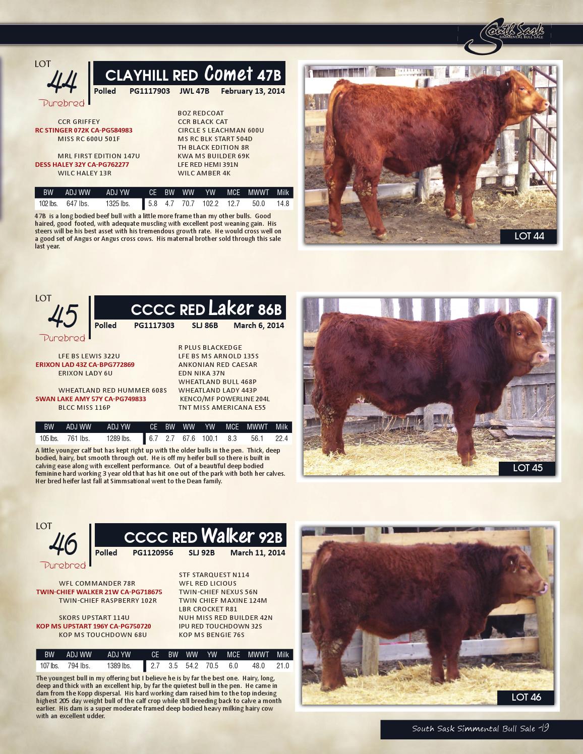 South Sask Simmental Bull Sale By Today S Publishing Inc Issuu