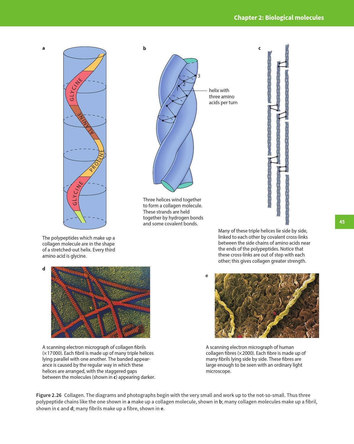 Cambridge International AS and A Level Biology Coursebook with CD-ROM ...