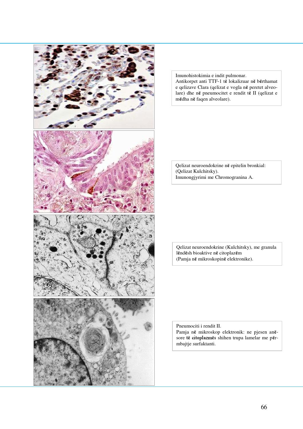 Imunohistokimia Ebook Download