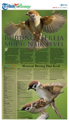 Tribunjogja 17 05 2015 By Tribun Jogja Issuu