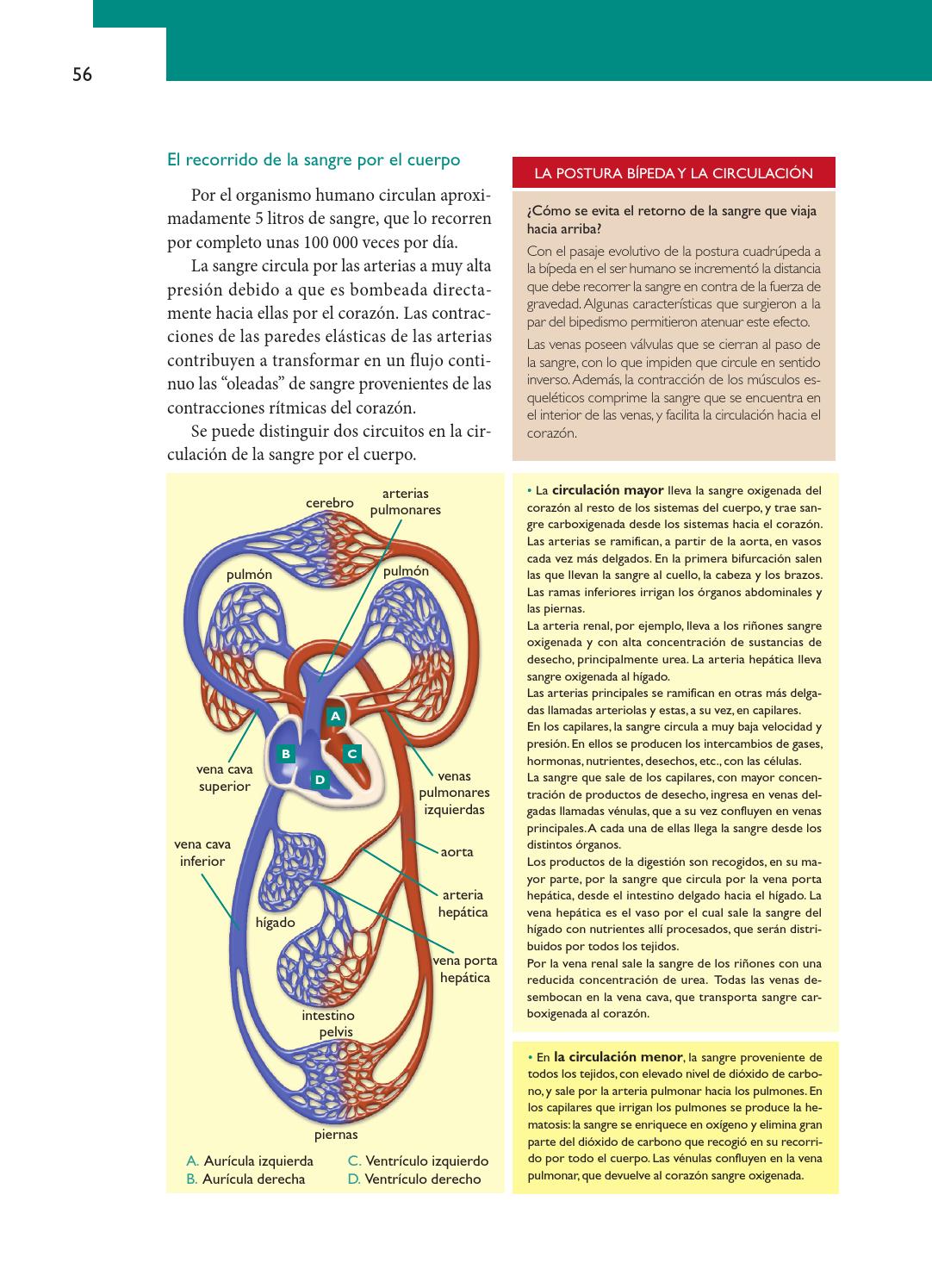 Cerebro ventrículo izquierdo y derecho Cerebro ventrículo izquierdo y derecho