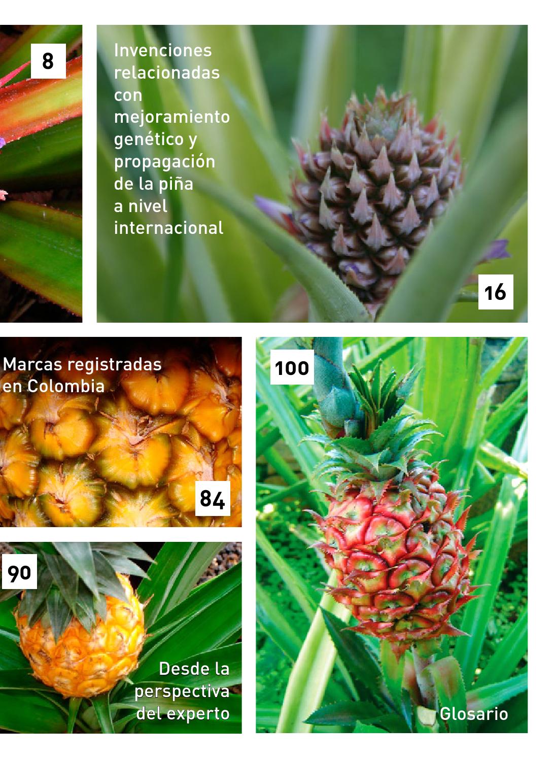 Piña: Mejoramiento genético y propagación by Superintendencia de ...