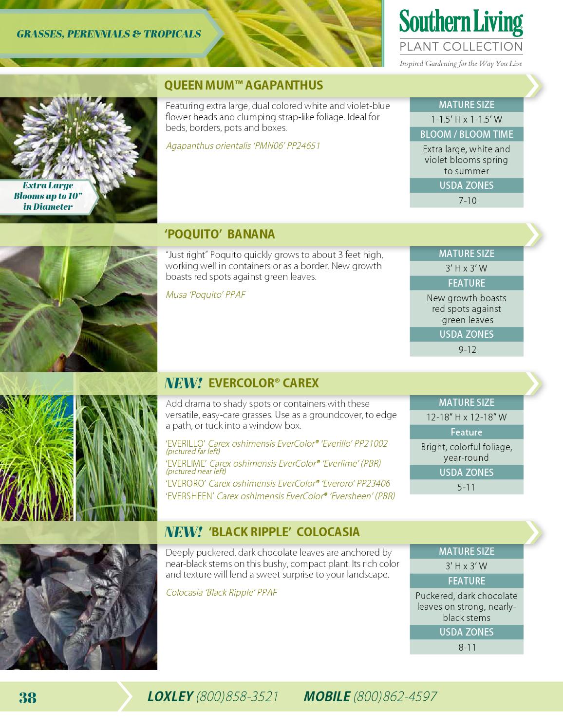Flowerwood Nursery Catalog 2015 / 2016 by Plant Development Services