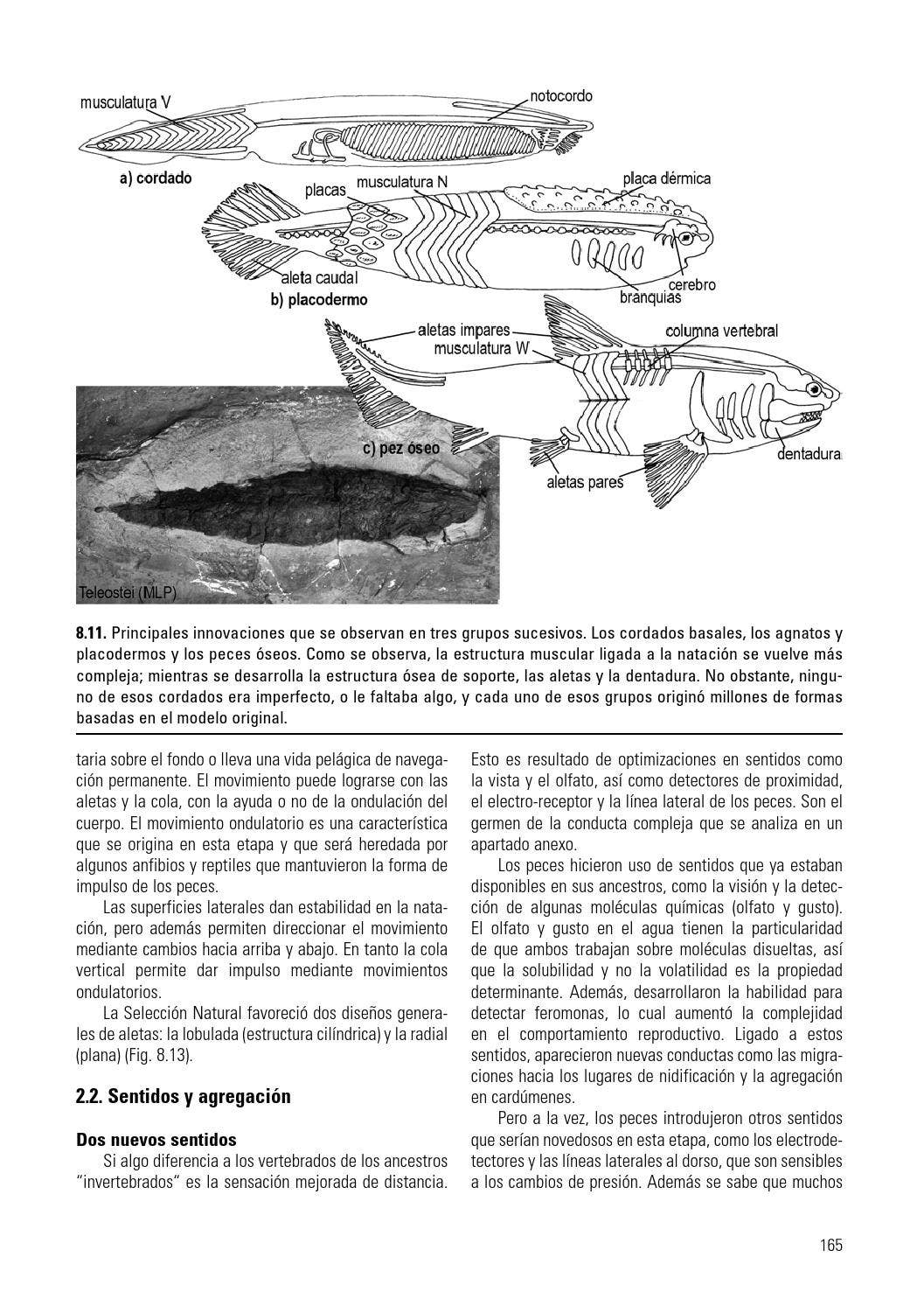 29.1: Acordados - LibreTexts Español, image size:1057x1493