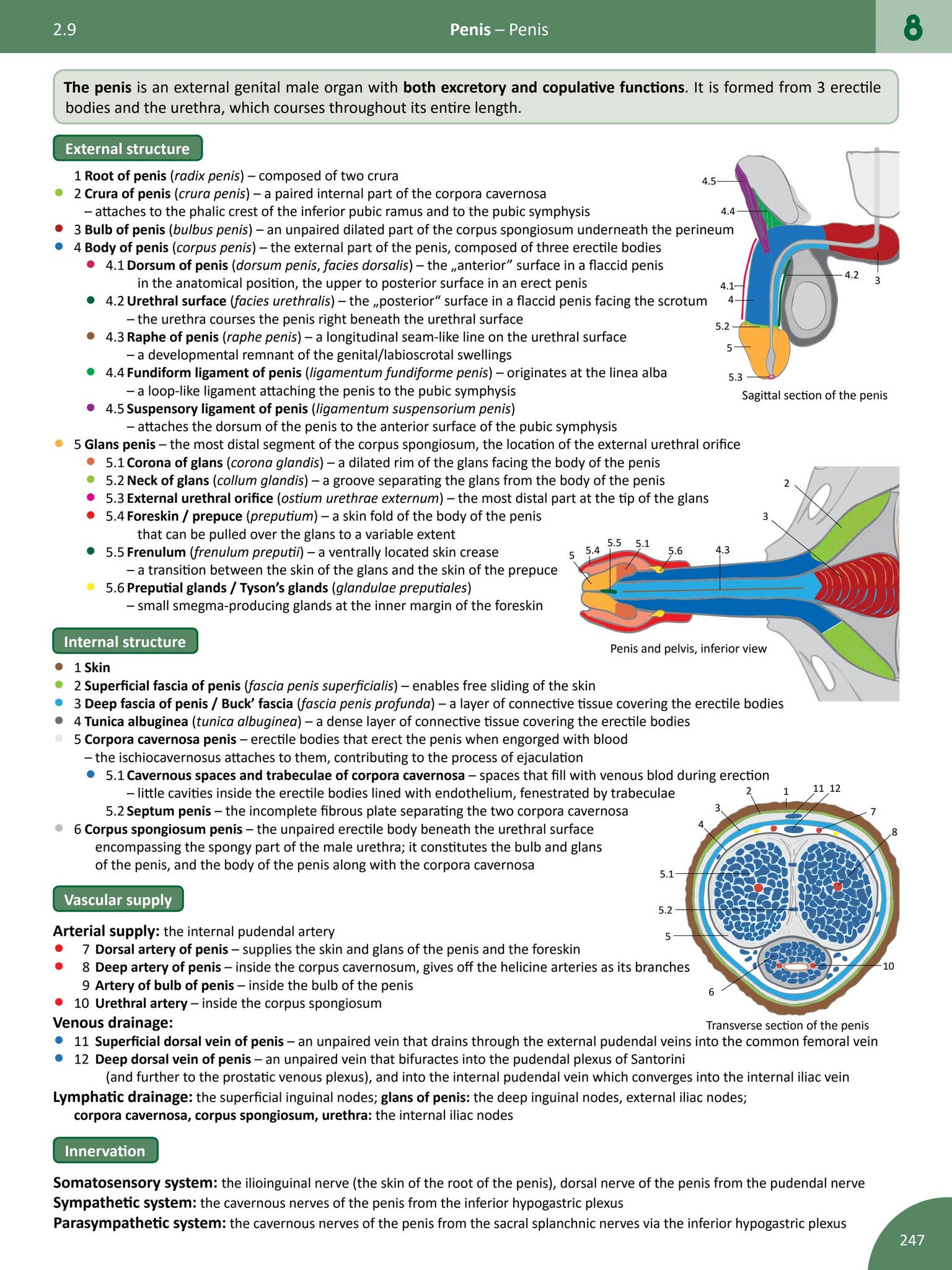 Filacio Memorix Anatomy - sample (134 pages) by Radovan Hudak - Issuu
