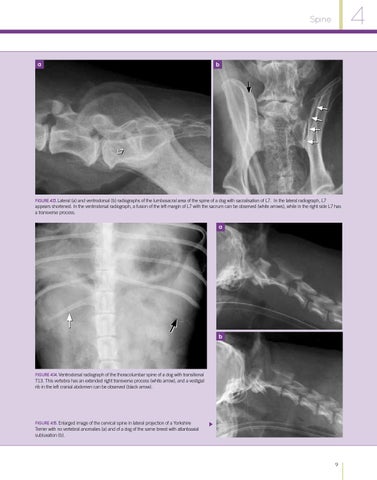 Atlas of Radiographic Interpretation in Small Animals by Grupo Asís - Issuu