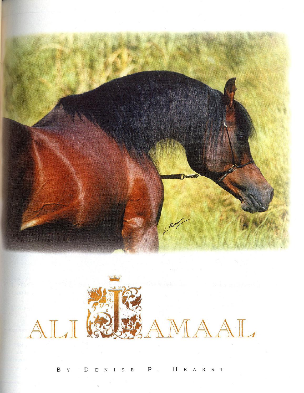 Ali Jamaal by Arabian Horse World - Issuu